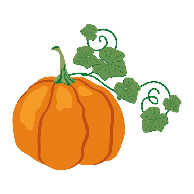 Calabaza naranja con una rama con hojas. ilustración de otoño aislado sobre fondo blanco. Vector