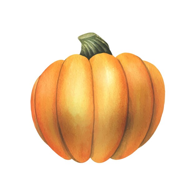 Calabaza de otoño naranja grande dibujada a mano ilustración acuarela Objeto aislado sobre un fondo blanco