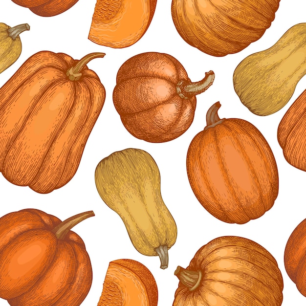 Calabaza de patrones sin fisuras. Vector ilustraciones dibujadas a mano. Telón de fondo de acción de gracias en estilo retro con cosecha de calabaza. Fondo de otoño.