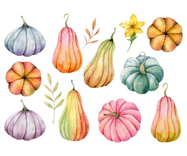 Calabazas de acuarela de Acción de Gracias de otoño sobre fondo blanco