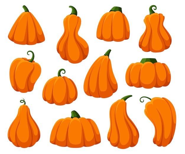 Calabazas de dibujos animados. Calabaza aislada, calabazas frescas de la cosecha de otoño. Feliz halloween y símbolos de tiempo de acción de gracias, vector llamativo de calabaza de otoño naranja en blanco