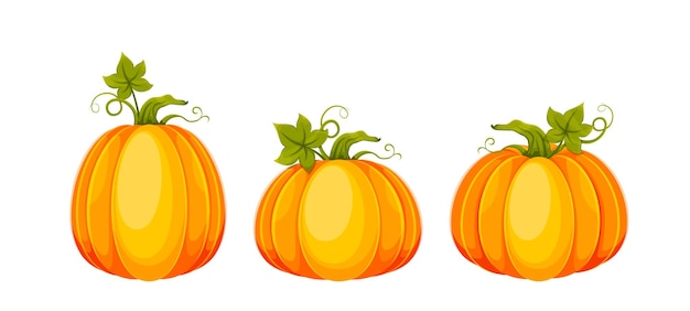 Calabazas de dibujos animados. Conjunto de tres calabazas frescas grandes. Utilizable para el día de Acción de Gracias, Halloween, etc. Ilustración vectorial de stock aislada sobre fondo blanco.