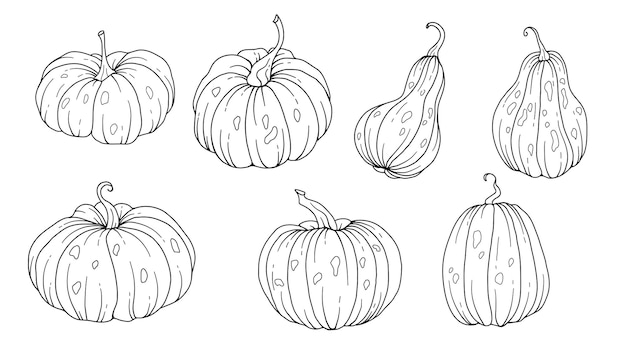 Calabazas Línea Arte Ilustración Contorno Arreglo de calabaza Ilustración dibujada a mano