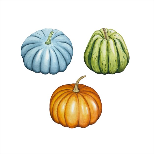 Con calabazas verde naranja azul ilustraciones en acuarela