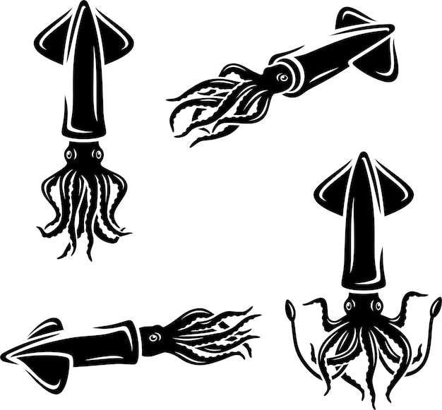 calamar, conjunto, vector
