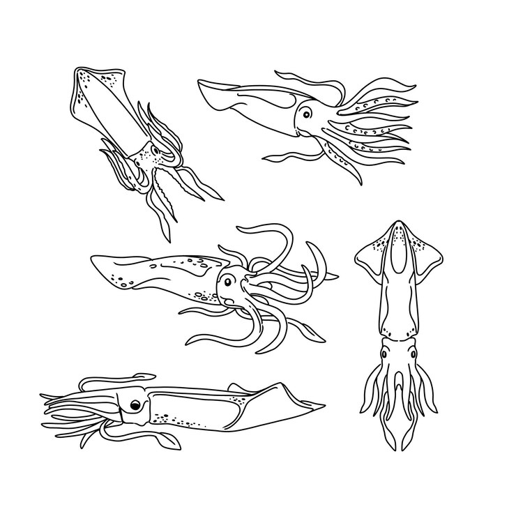 Vector calamar dibujado a mano doodle ilustraciones vector conjunto