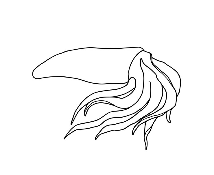 Vector calamar con tentáculos comida de marisco doodle dibujos animados lineales libro para colorear