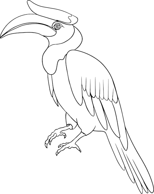 Cálao rinoceronte. dibujo vectorial de pájaro dibujado a mano. arte de animales lineales.