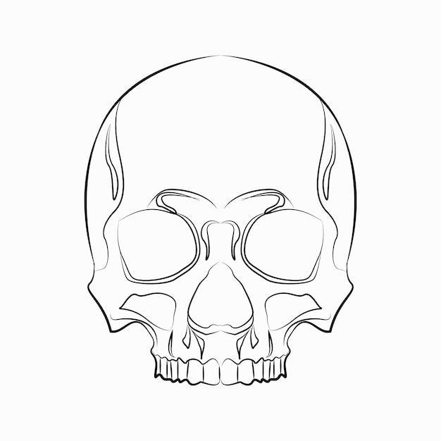 Una calavera con la mitad inferior de la calavera dibujada en blanco y negro.