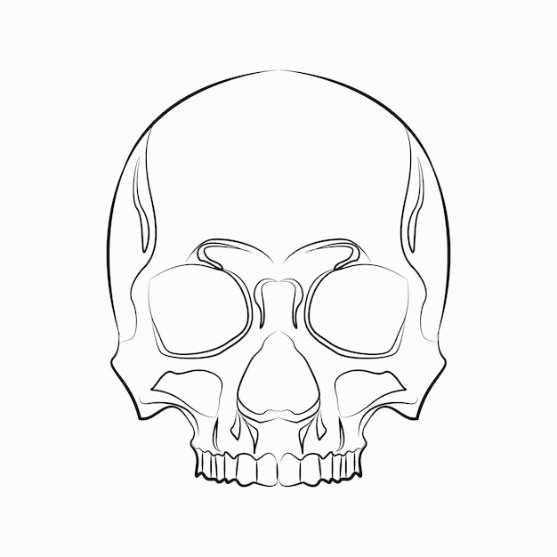 Una calavera con la mitad inferior de la calavera dibujada en blanco y negro.