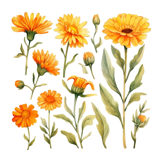 Calendula acuarela conjunto de flores clipart fondo blanco