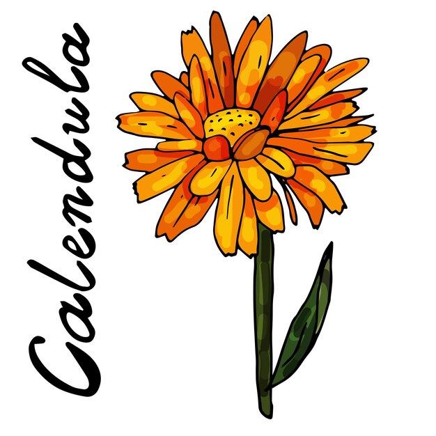 Caléndula en flor sobre un fondo blanco aislado El contorno se dibuja a mano