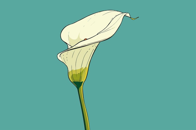 Vector calla lily