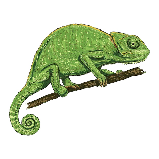 Camaleón lagarto color línea arte boceto grabado vector ilustración