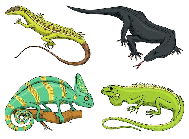 Vector camaleón lagarto iguana verde americana reptiles o serpientes o dragón de komodo monitor especies herbívoras ilustración vectorial para libro o tienda de mascotas zoológico grabado a mano dibujado en boceto antiguo