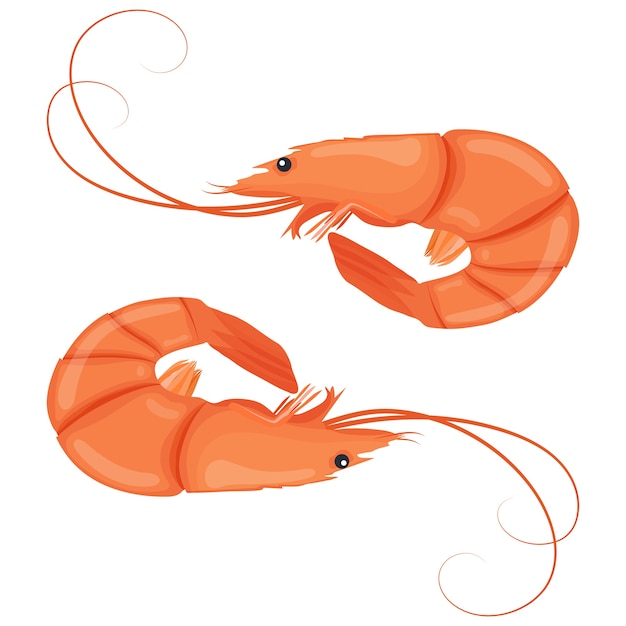 Vector camarones hervidos. langostino tigre cocido. camarones aislados sobre fondo blanco. ilustración.