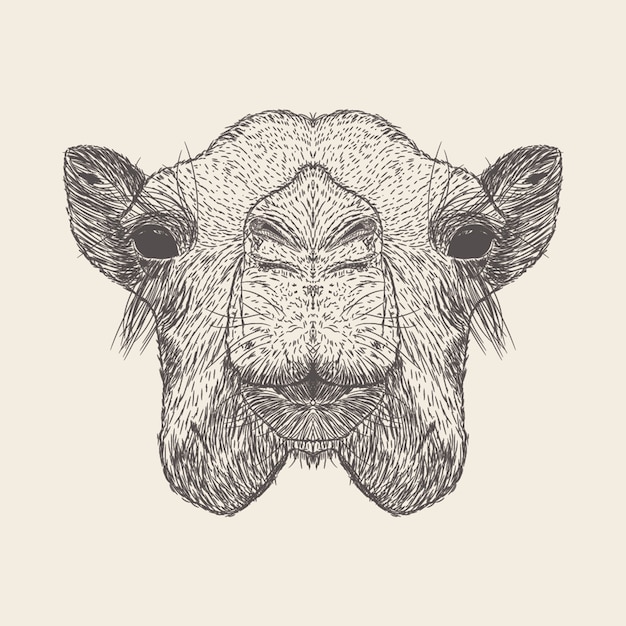 Camel ilustración, diseño dibujado a mano.