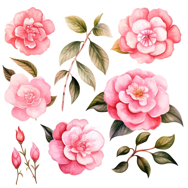 Vector camelia flor acuarela vector clipart fondo blanco