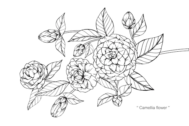 Camelia flor dibujo ilustración