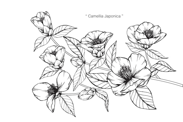 Camellia japonica (en inglés)