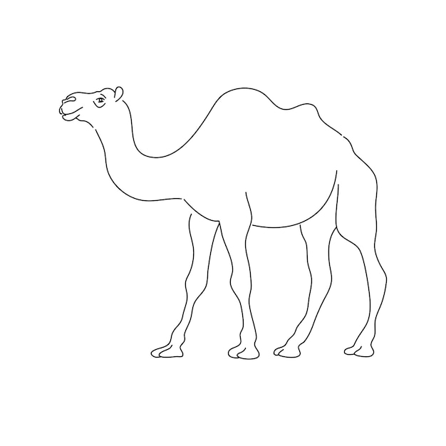 Camello dibujado a mano Animal salvaje Ilustración vectorial