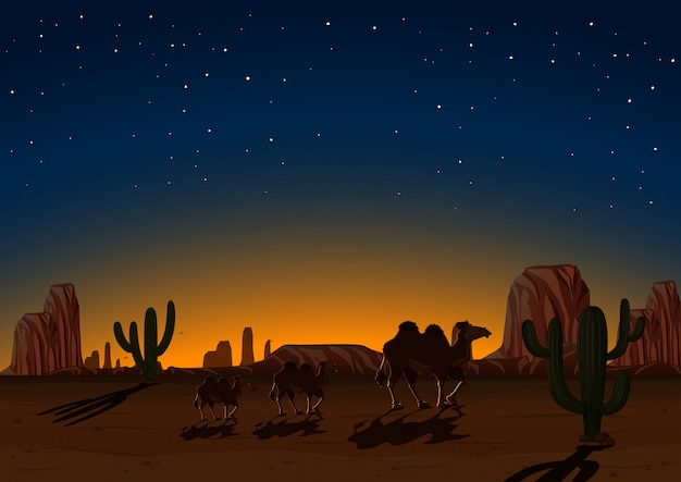 Camellos de silueta en el desierto por la noche