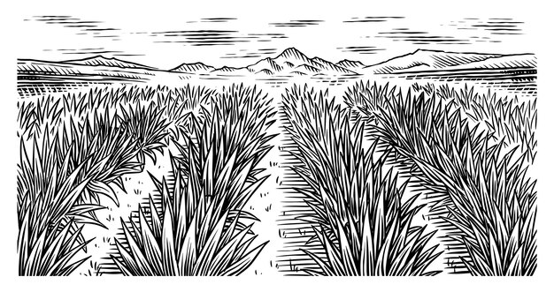 Campo de agave vintage retro paisaje cosecha para tequila haciendo ilustración vectorial para menú o