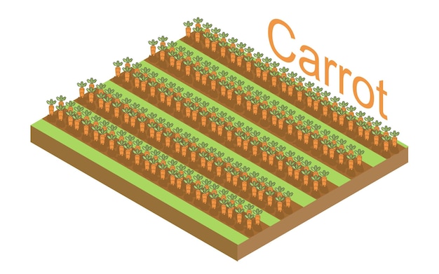 Campo con cultivos de zanahoria en crecimiento con hojas ilustración isométrica vector de plantación de zanahoria