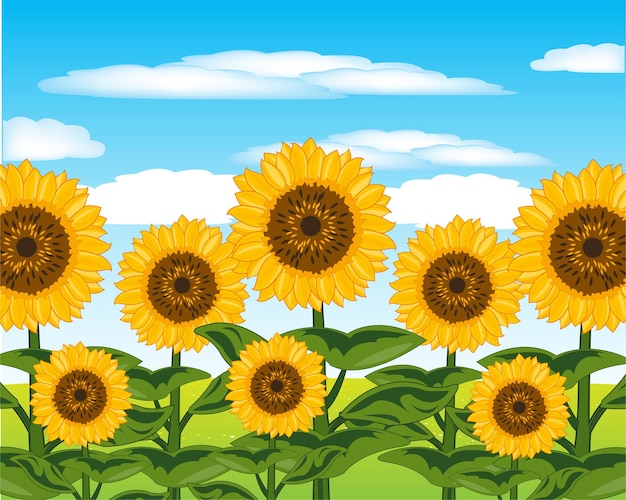Campo con planta útil año girasol durante el día