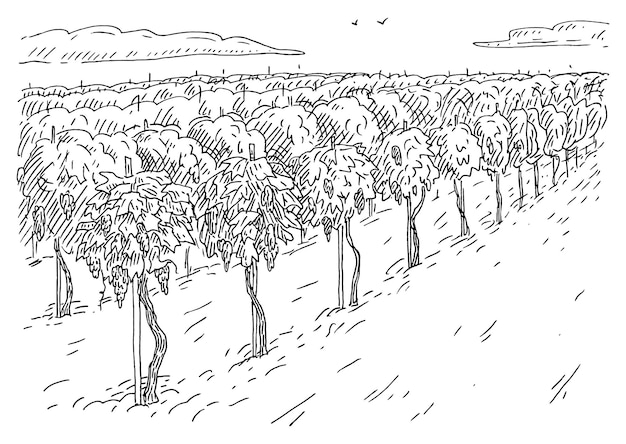 Campos de viñedos. Ilustración de vector negro monocromo de grabado vintage. Aislado en blanco