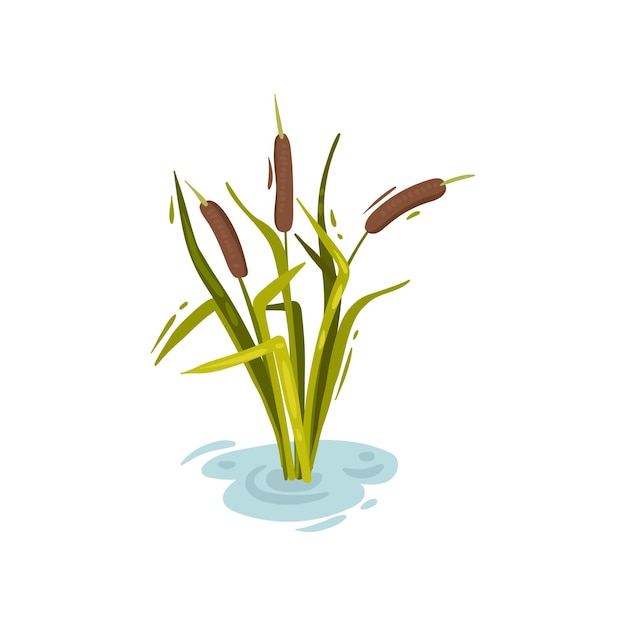 Cañas de arbusto con tres puntas marrones en el agua Ilustración vectorial sobre fondo blanco