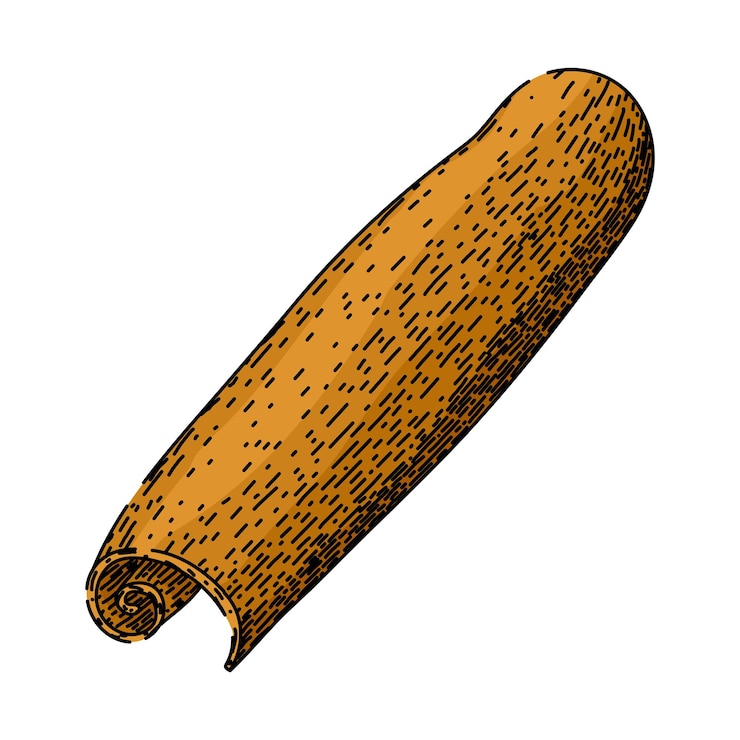 Vector canela aromática dibujada a mano canela seca en rama canela en polvo comida canela aromática dibujo vectorial ilustración de color aislada