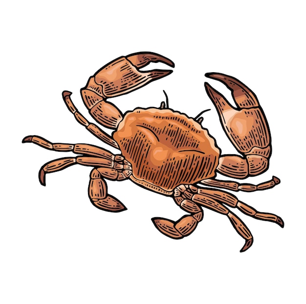 Cangrejo crudo aislado en grabado vintage de color vectorial blanco