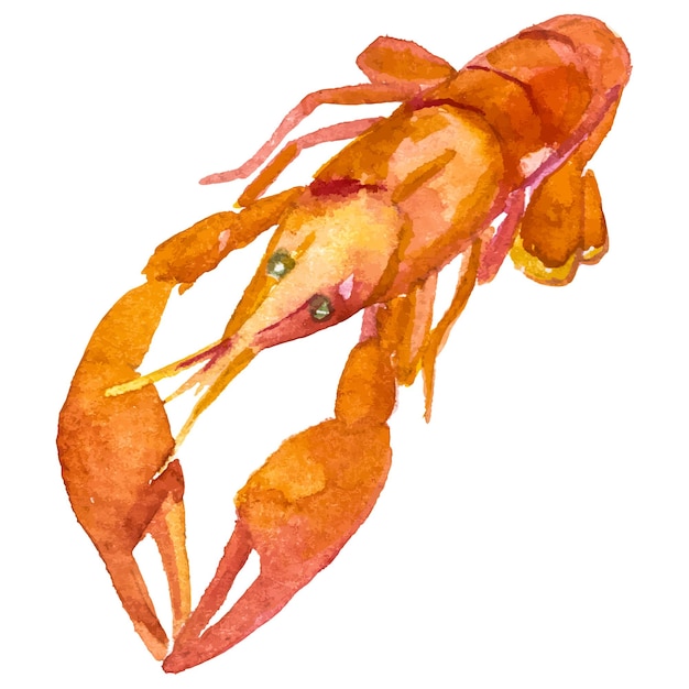 Cangrejo pintado en acuarela Elemento de diseño de mariscos frescos dibujados a mano aislados en fondo blanco
