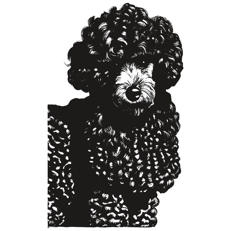Vector caniche cara vector dibujado a mano dibujo en blanco y negro de perro