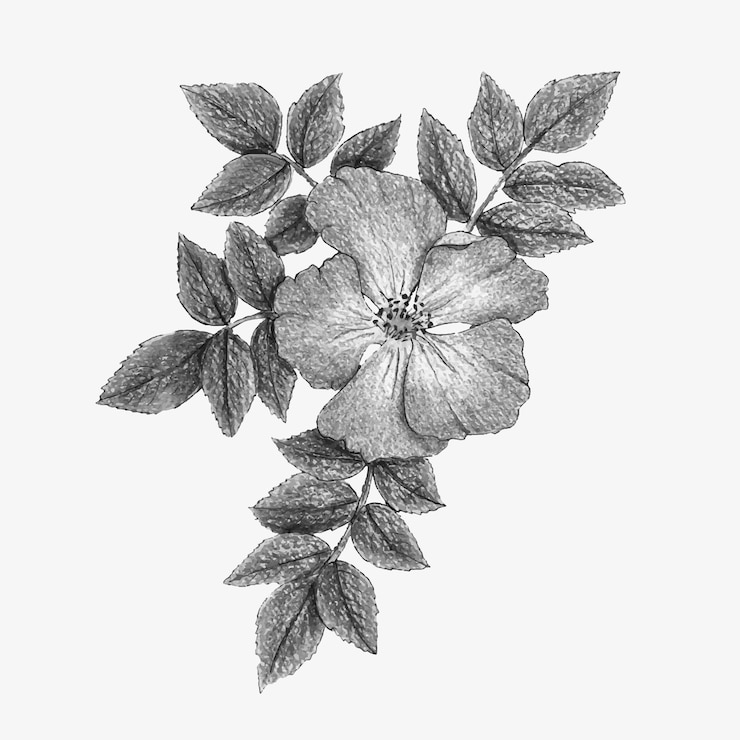 Vector canina rosehip acuarela flor monocromo estilizado con rama de hojas