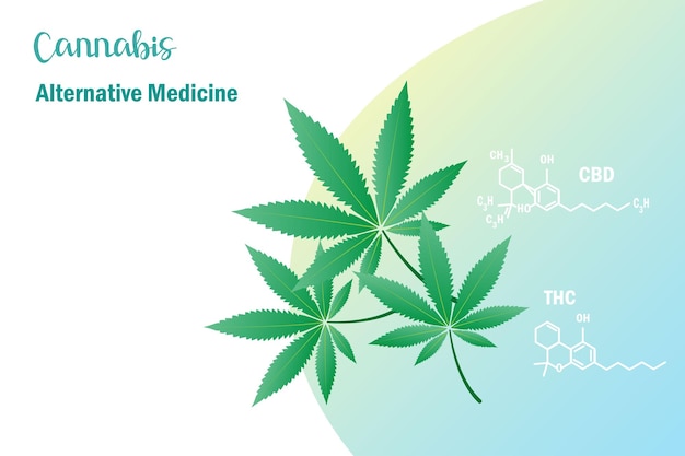 Cannabis marihuana medicina alternativa THC y CDB investigación de laboratorio en hojas de cannabis para terapia y tratamiento de pacientes Concepto de medicina herbal alternativa