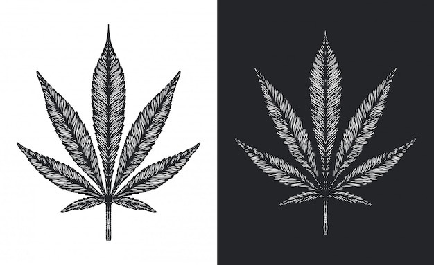 Vector cannabis o marihuana deja dibujo vectorial