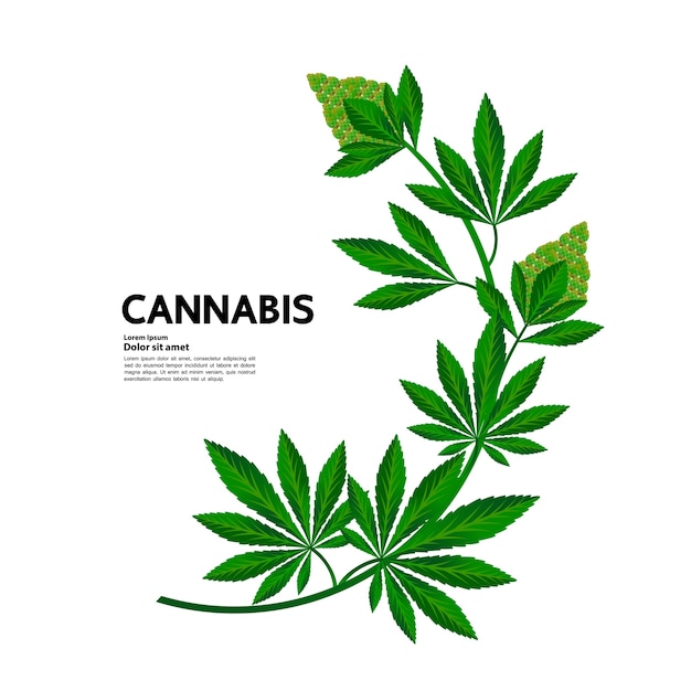 Cannabis para uso médico.