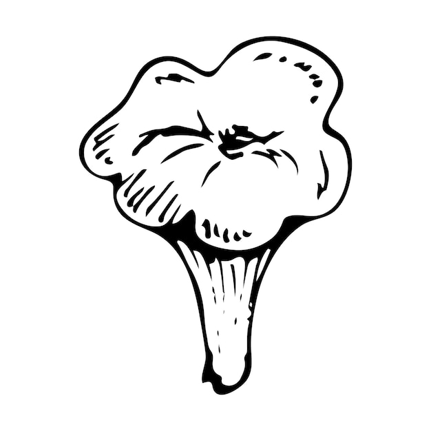 Cantharellus cibarius Esbozo dibujado a mano