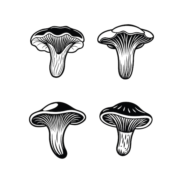 Cantharellus spp. setas Svg.