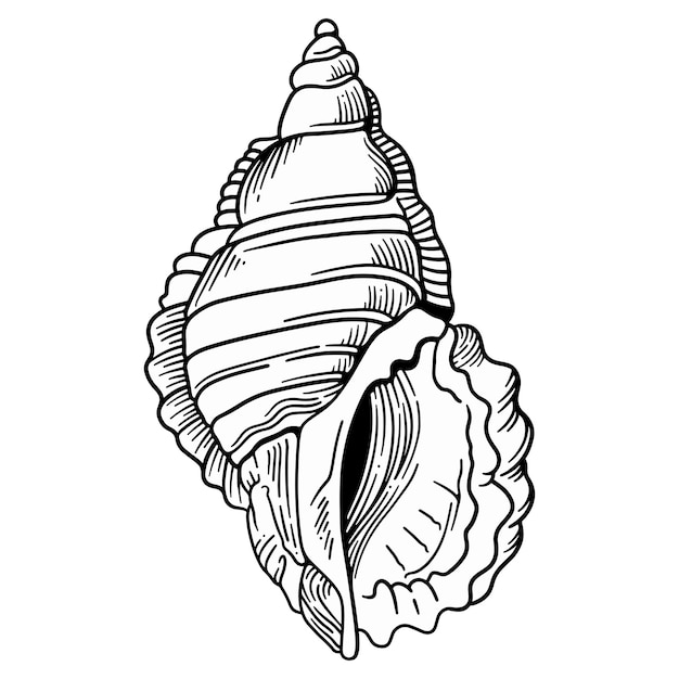 El caparazón