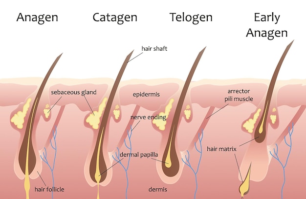 Vector capas de piel y cabello