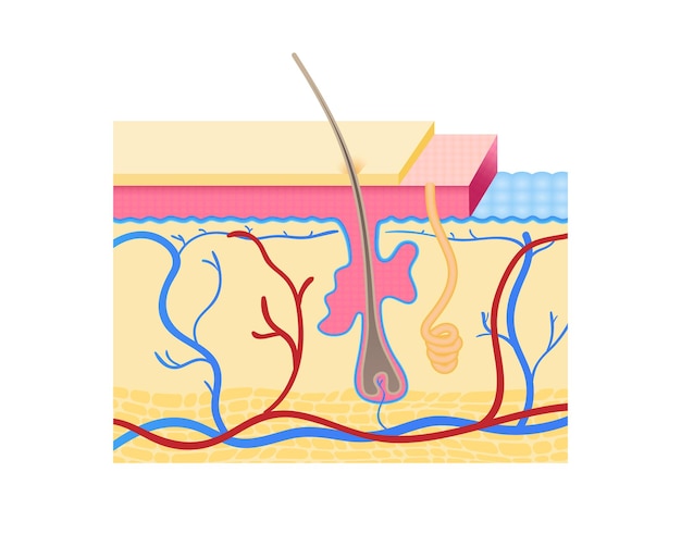 Vector capas de piel humana