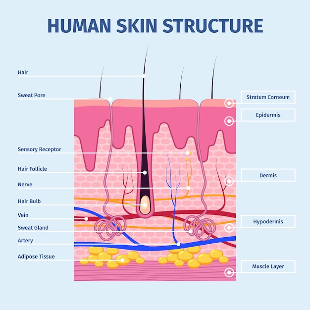 Vector capas de piel ilustraciones detalladas de la anatomía de la estructura humana peles en capas plantilla infográfica plana vectorial llamativa de la piel