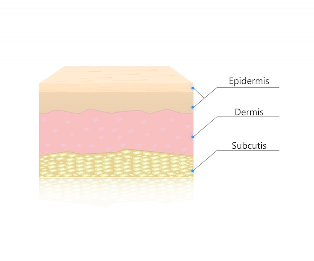 Capas de piel vector
