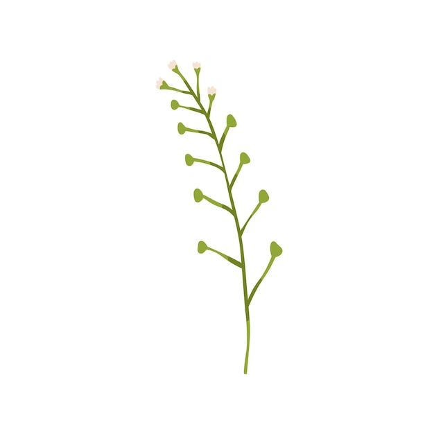 Capsella rubéola, planta floreciente. Dibujo botánico de hierba floral de campo con capullos de flores. Florescencia herbácea de pradera silvestre. Ilustración de vector plano aislado sobre fondo blanco.