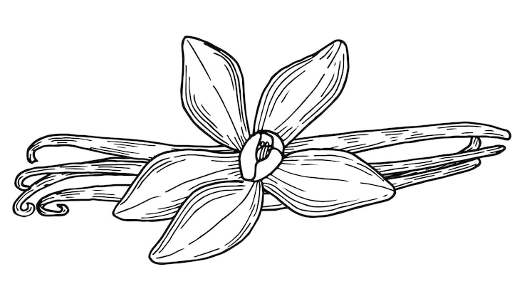 Vector capsulas de vainilla y flores dibujadas a mano