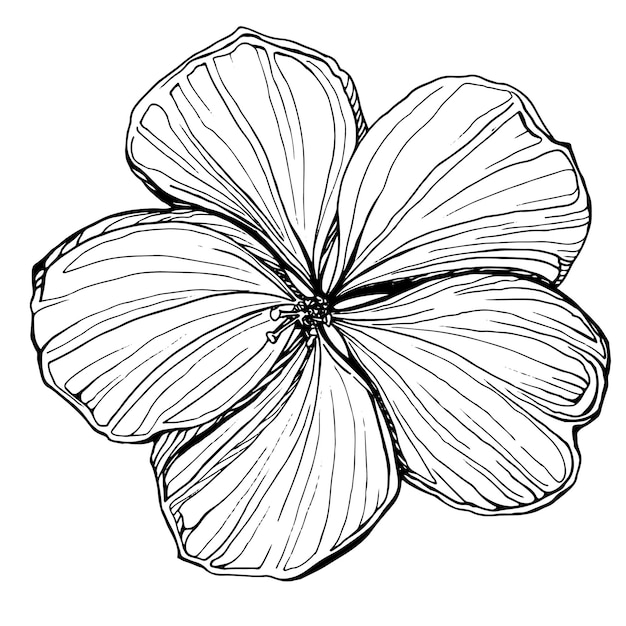 Capullo de flor de hibisco Gráficos dibujados a mano en blanco y negro traducidos a ilustración botánica vectorial