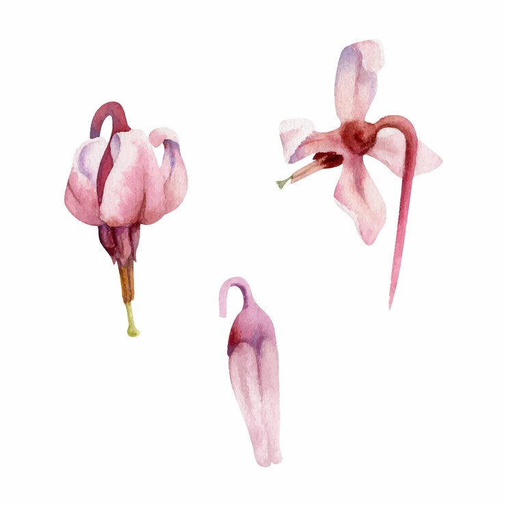 Vector capullo de flor de lirio rosado de arándano en la inflorescencia del tallo de la flor silvestre ilustración botánica de la mano